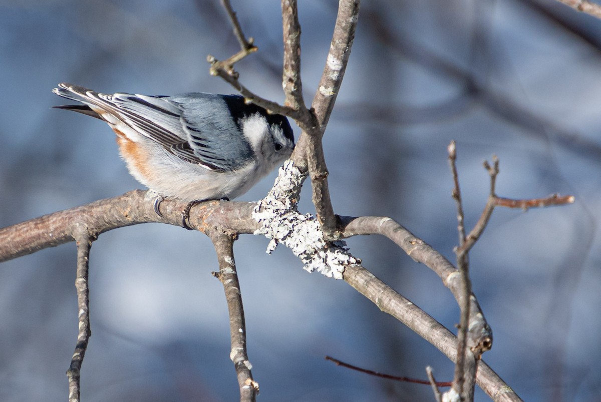 White-breasted Nuthatch - ML650631873
