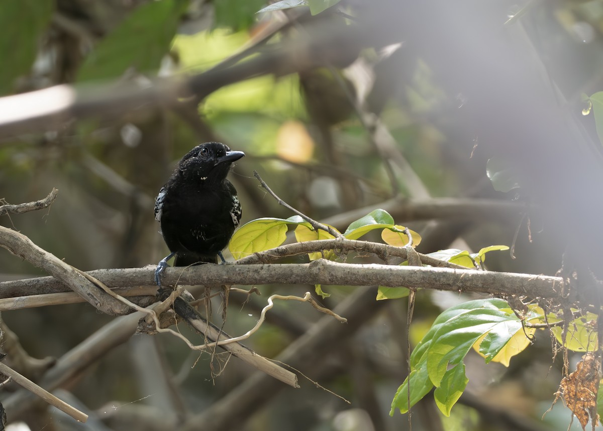 Castelnau's Antshrike - ML650631884