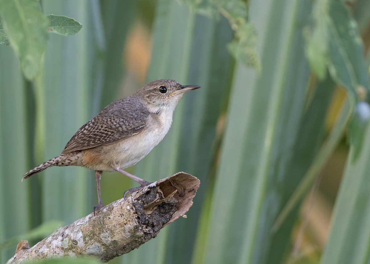 Southern House Wren - ML650631903