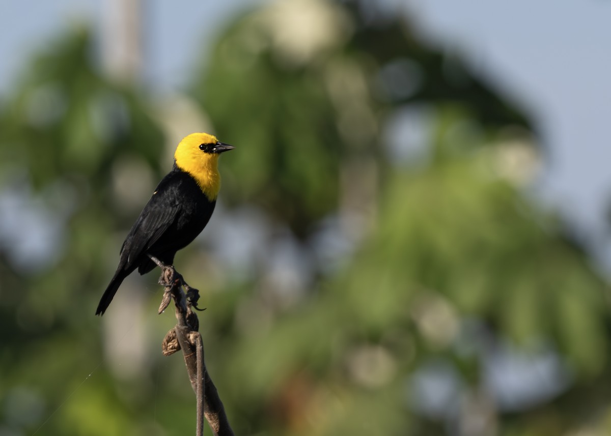 Yellow-hooded Blackbird - ML650631917