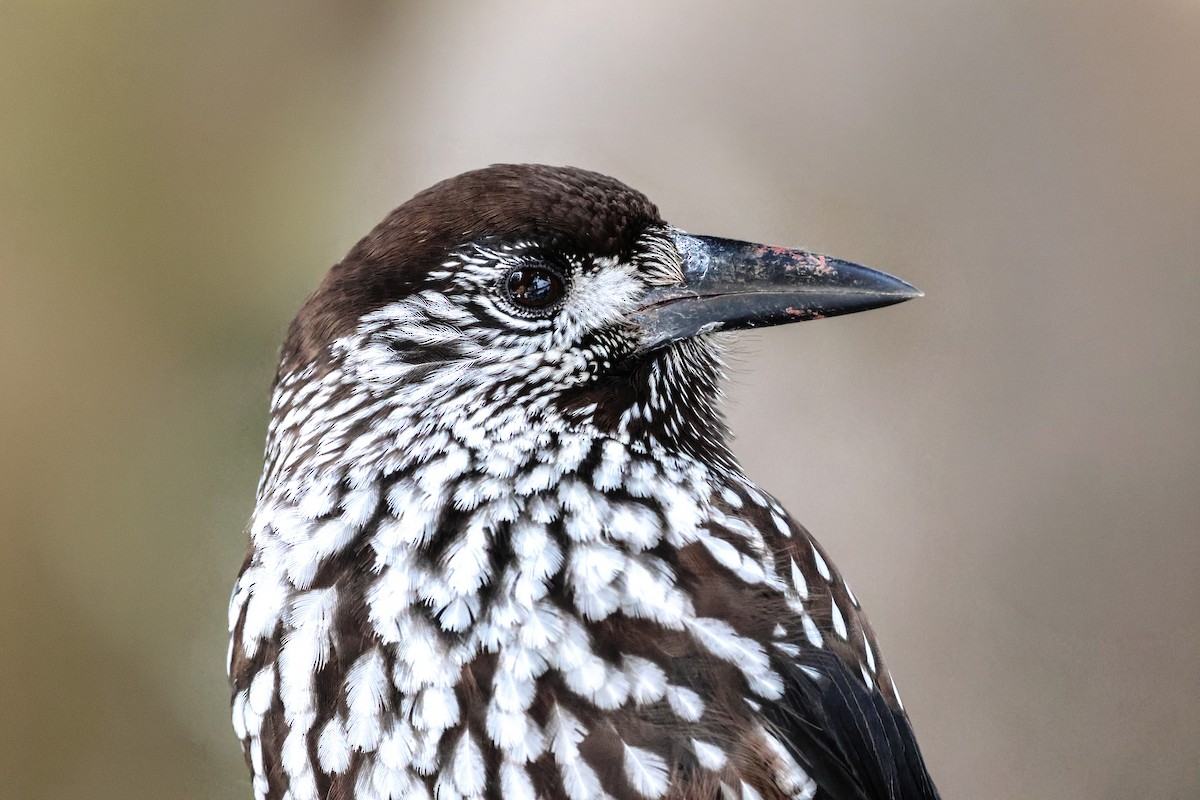 Nocciolaia - ML650632036