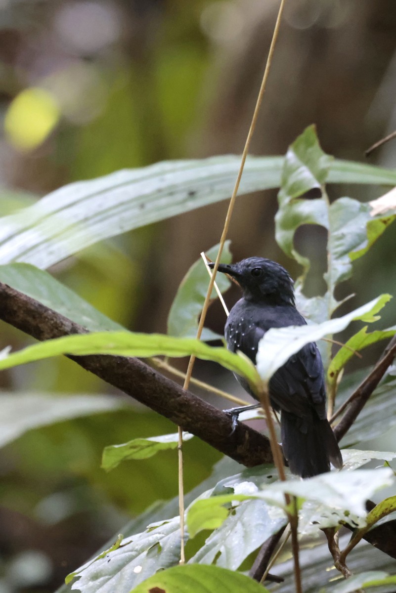 Slate-colored Antbird - ML650632046