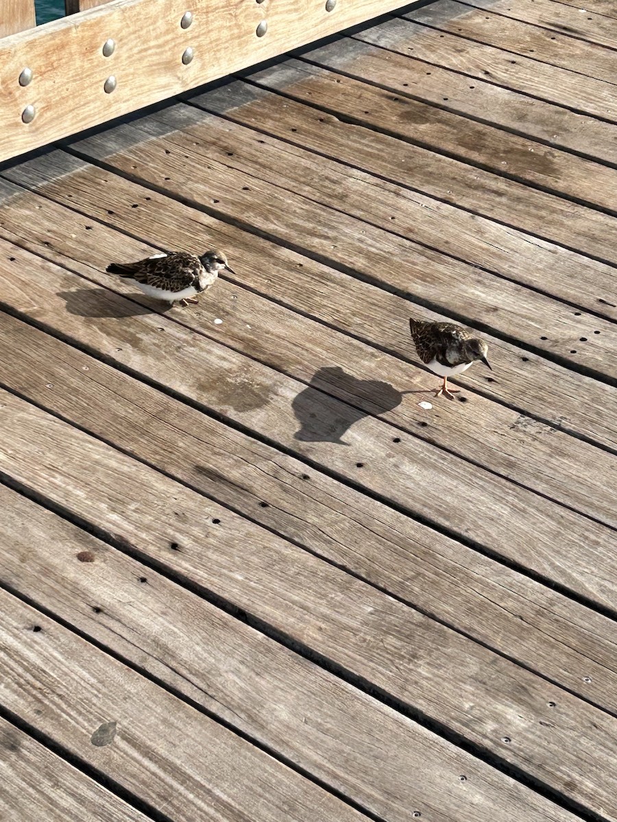 Voltapietre - ML650632055