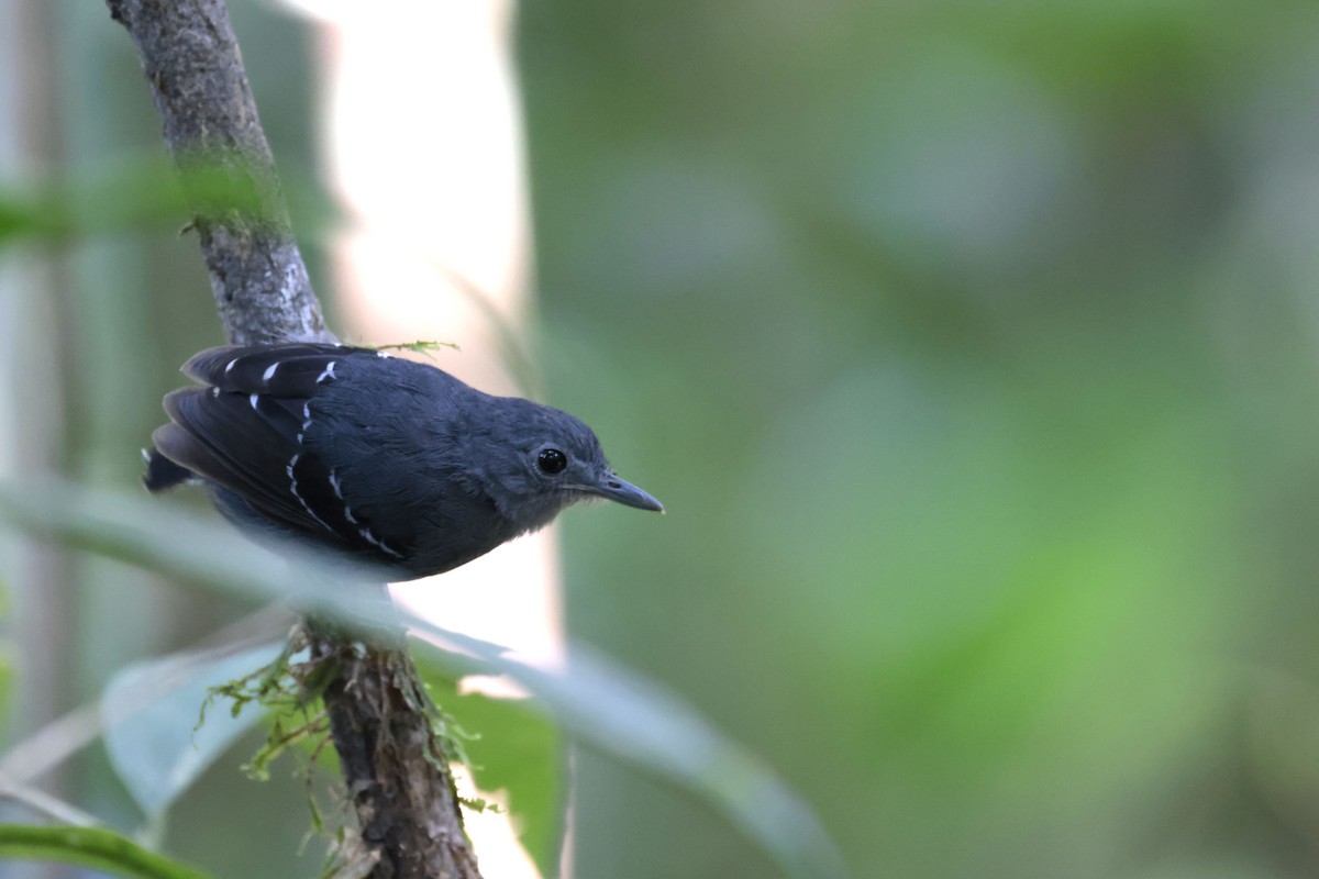 Plain-throated Antwren - ML650632060