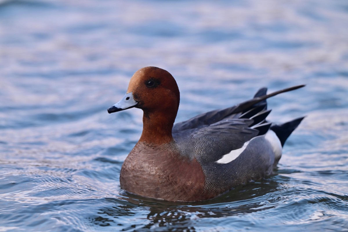 Fischione - ML650632070