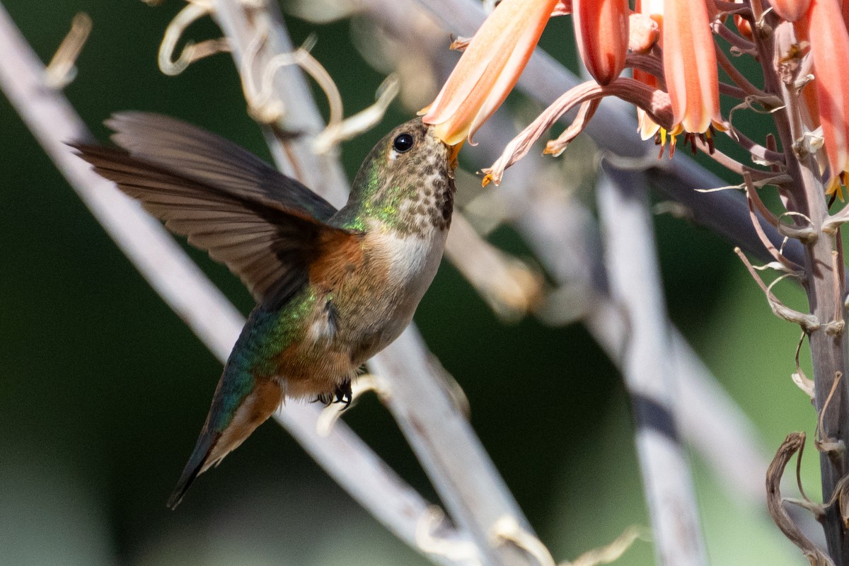 Allen's Hummingbird - ML650632071