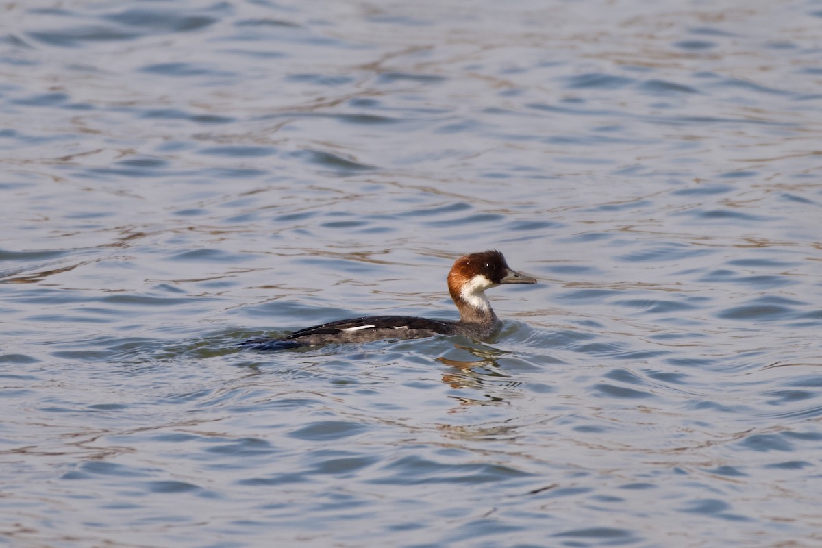 Pesciaiola - ML650632075