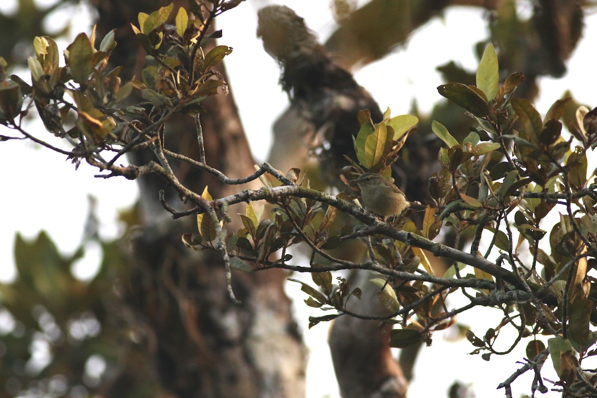 Luì verdastro - ML650632076