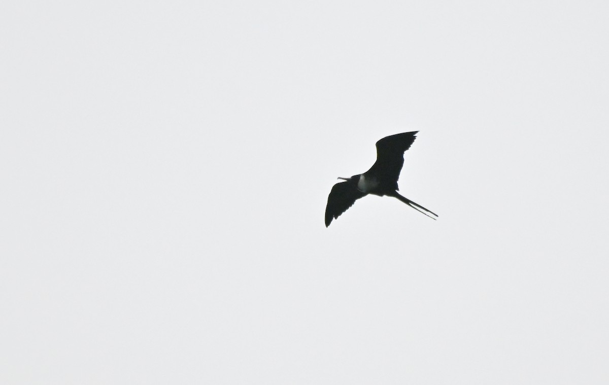 Magnificent Frigatebird - ML650632077