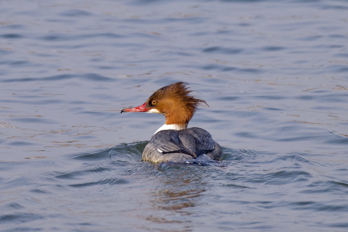 Smergo maggiore - ML650632082