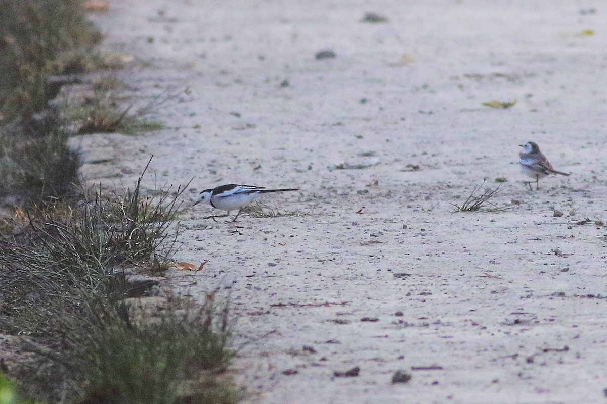 White Wagtail (Chinese) - ML650632083