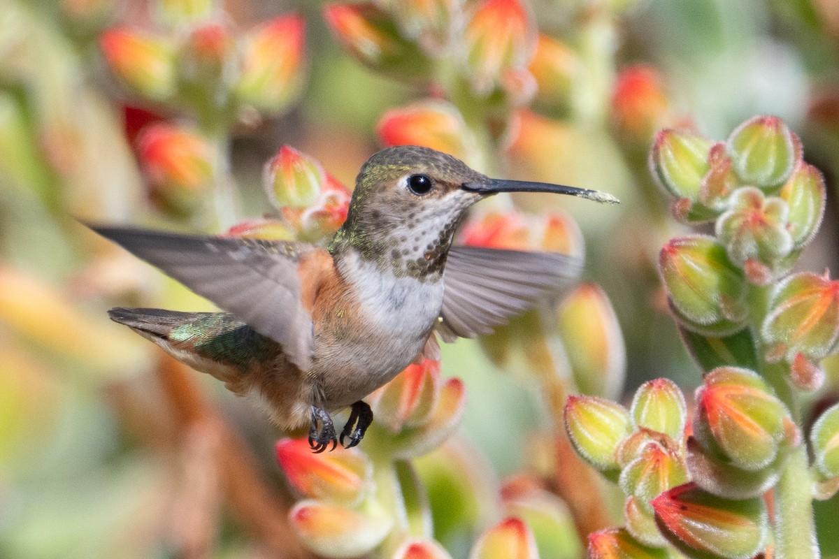 Allen's Hummingbird - ML650632089