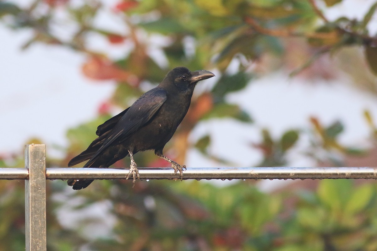Large-billed Crow (Eastern) - ML650632090