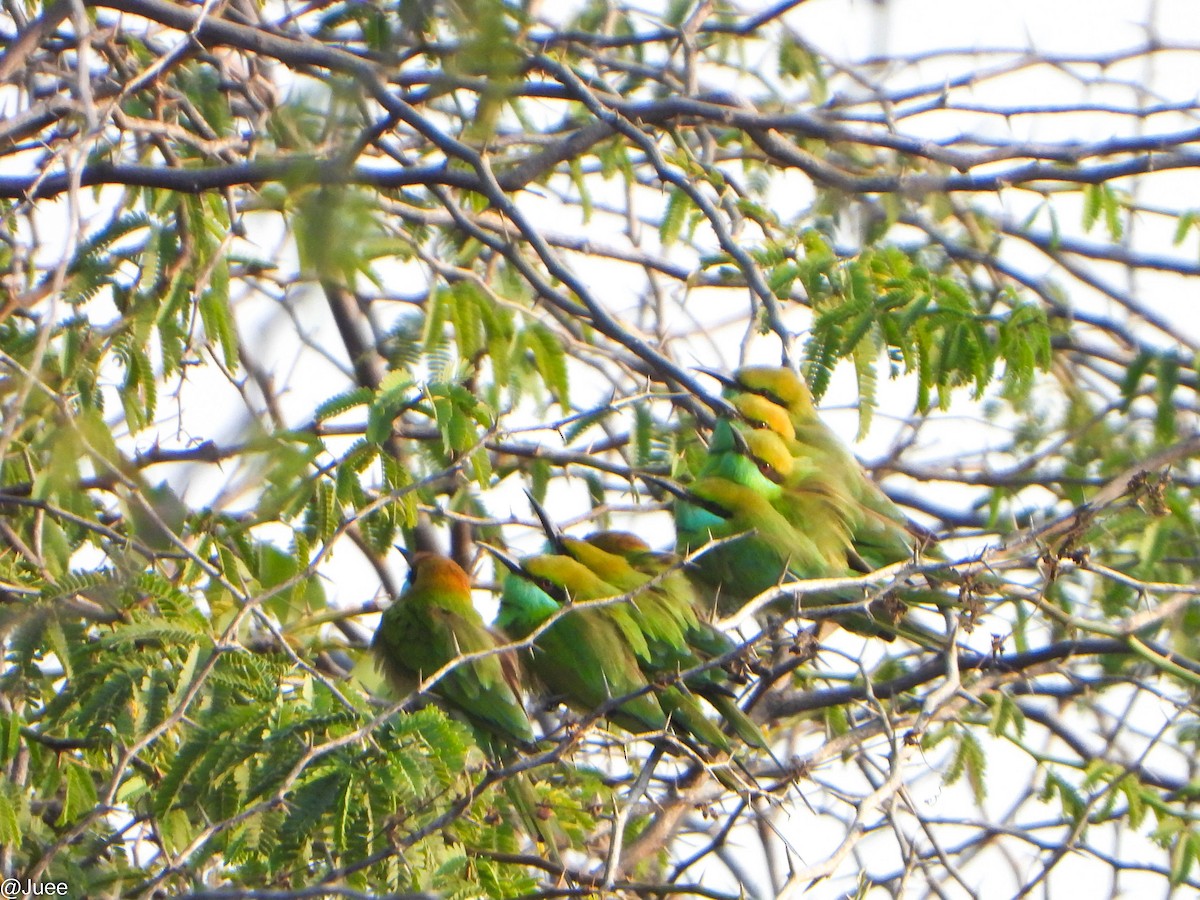Asian Green Bee-eater - ML650632091