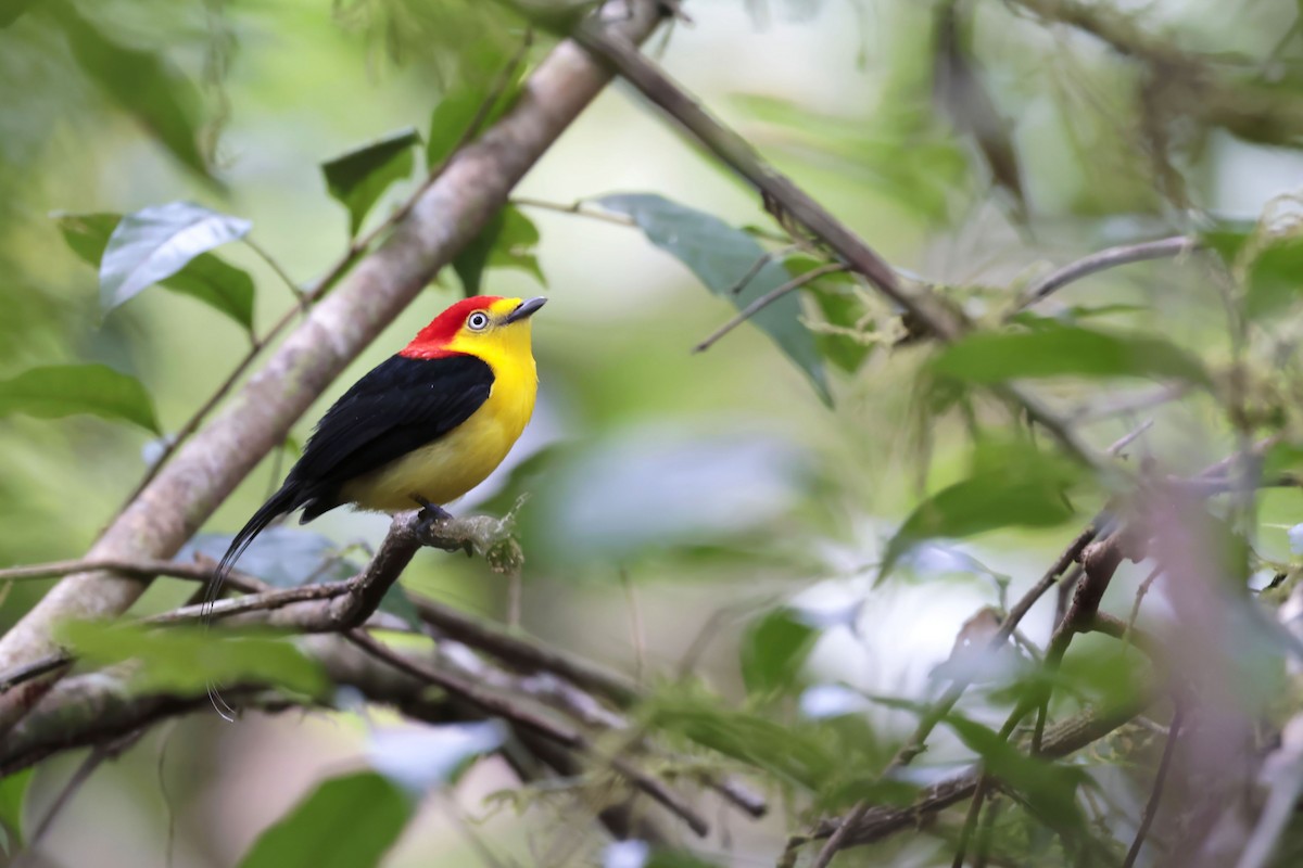 Wire-tailed Manakin - ML650632092