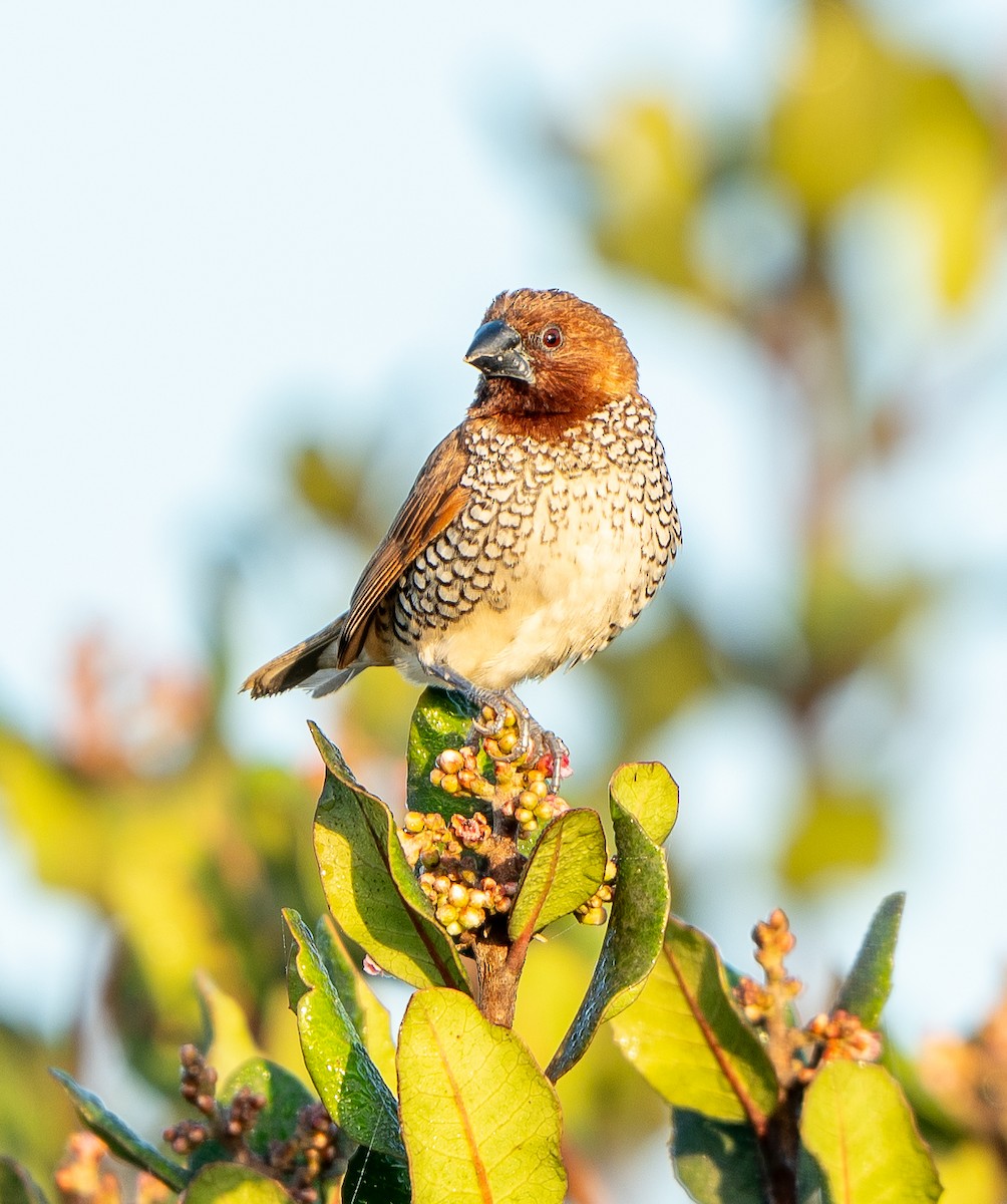 Munia pettosquamato - ML650632094