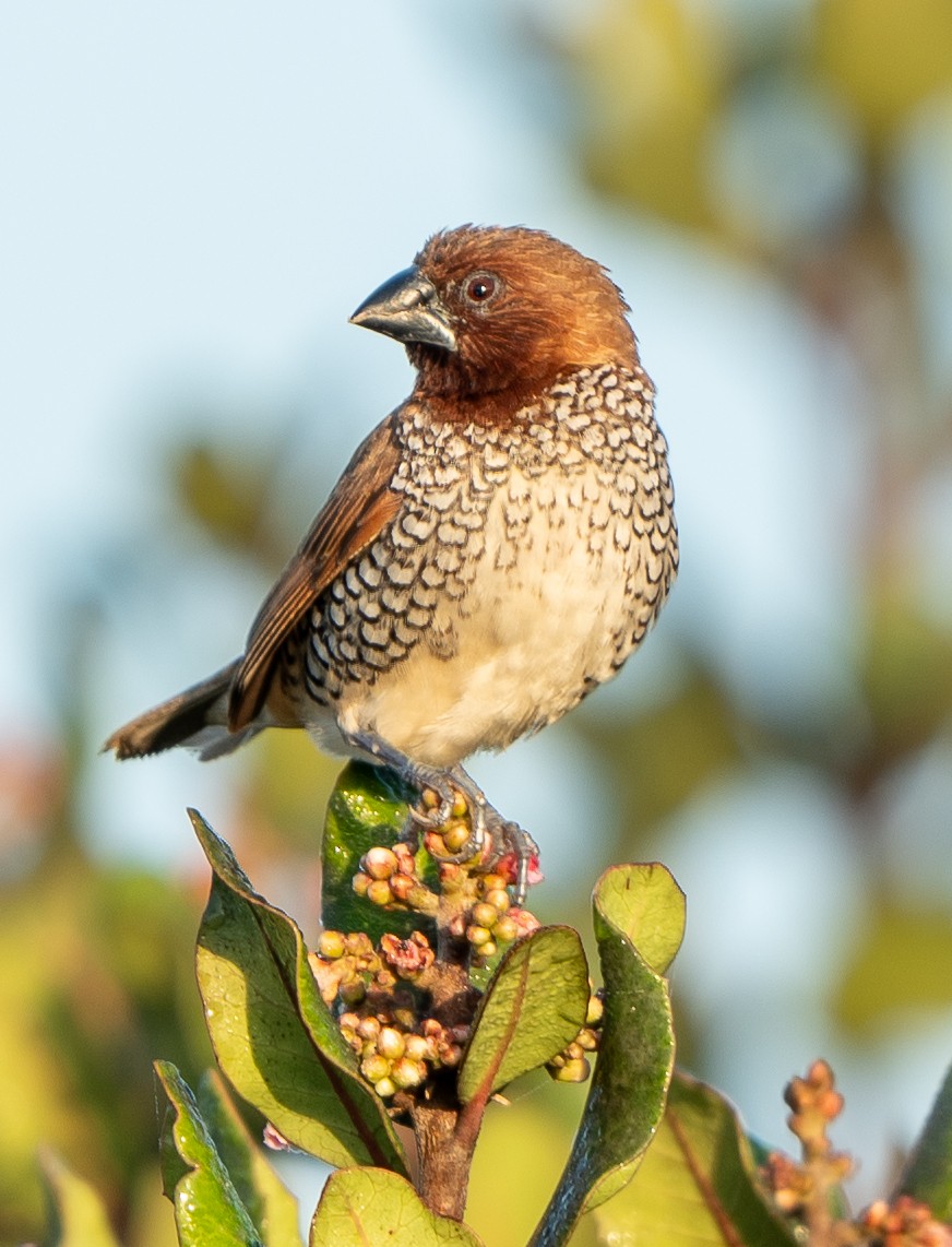 Munia pettosquamato - ML650632095