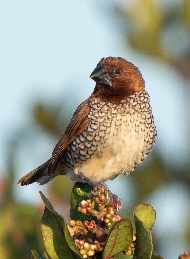 Munia pettosquamato - ML650632096