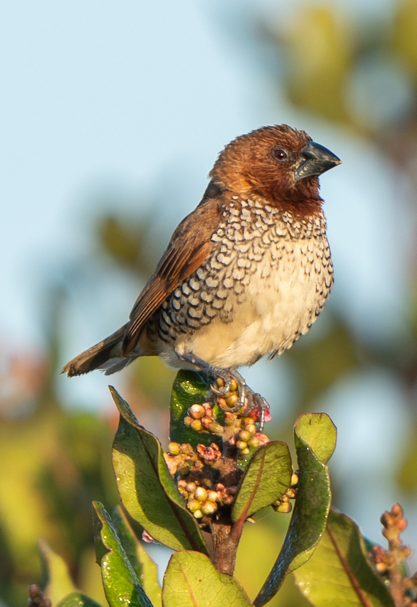 Munia pettosquamato - ML650632097