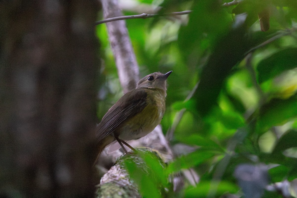 White-starred Robin - ML650632099