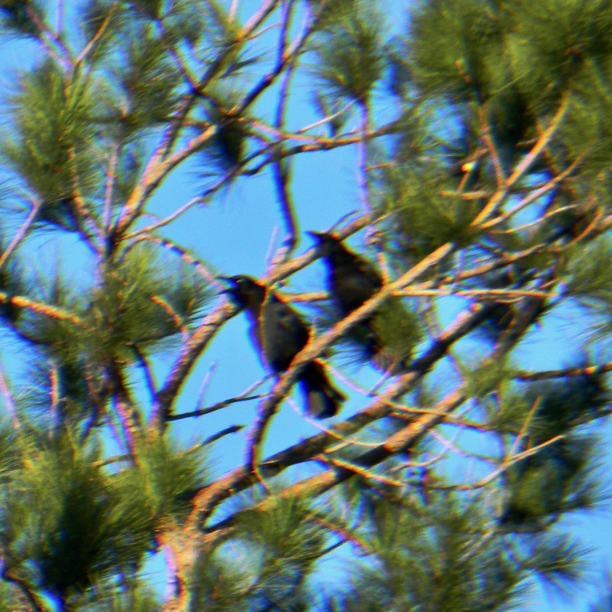 American Crow - ML650632104