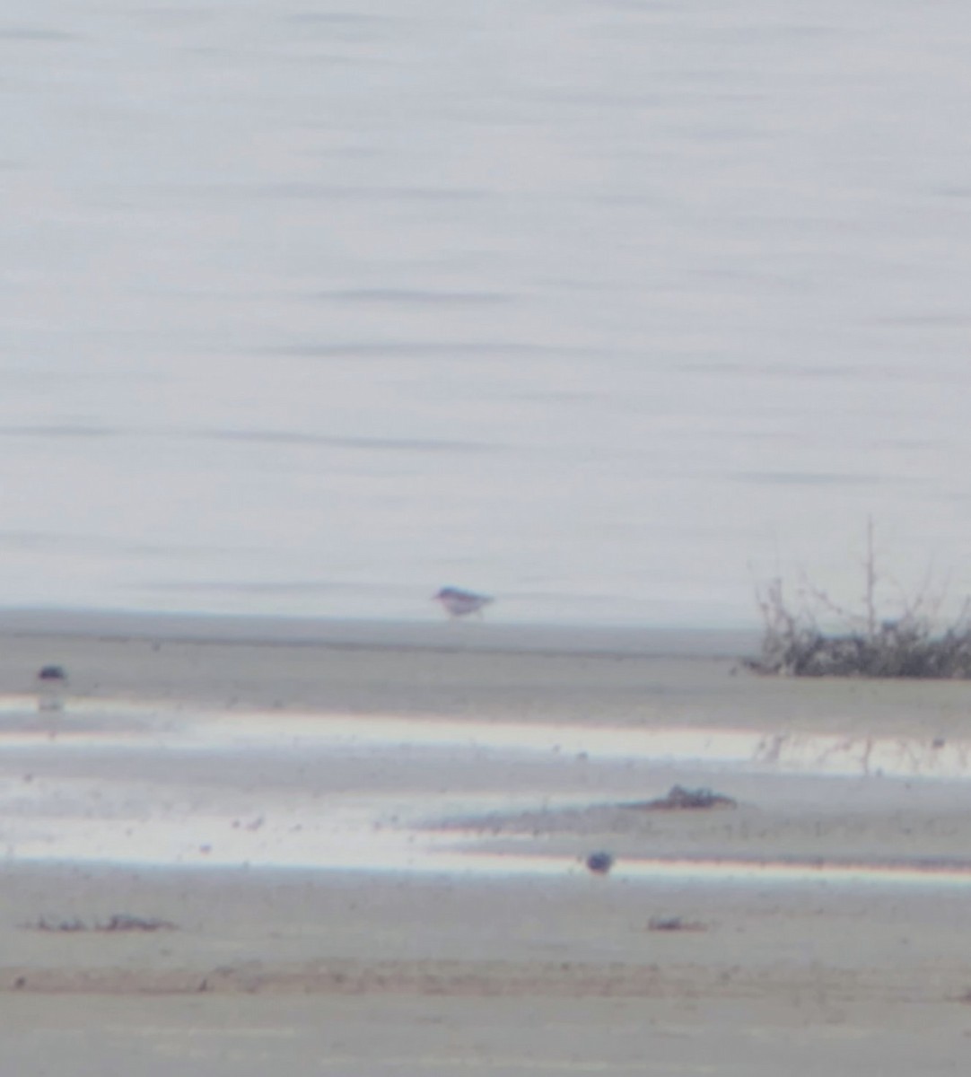 Gambecchio americano - ML650632105