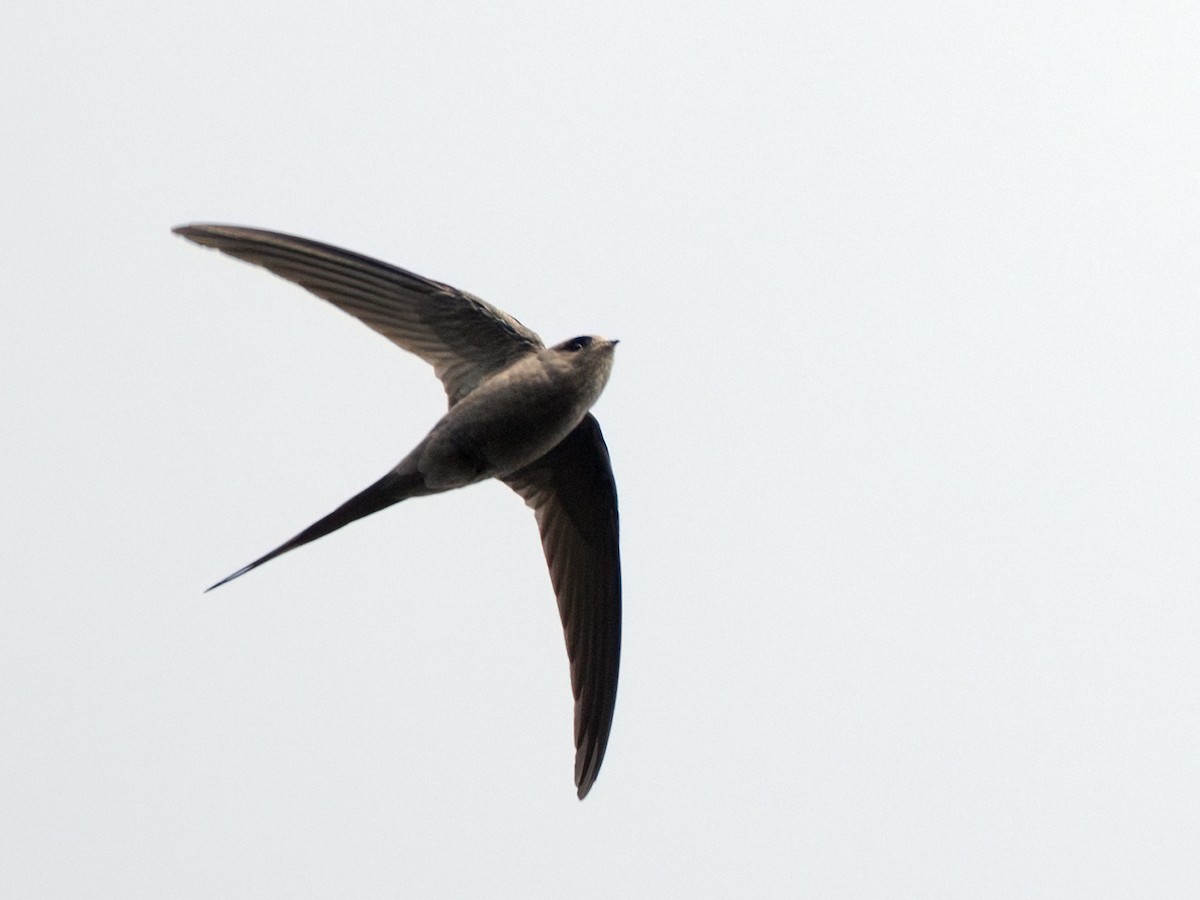 African Palm Swift - ML650632209