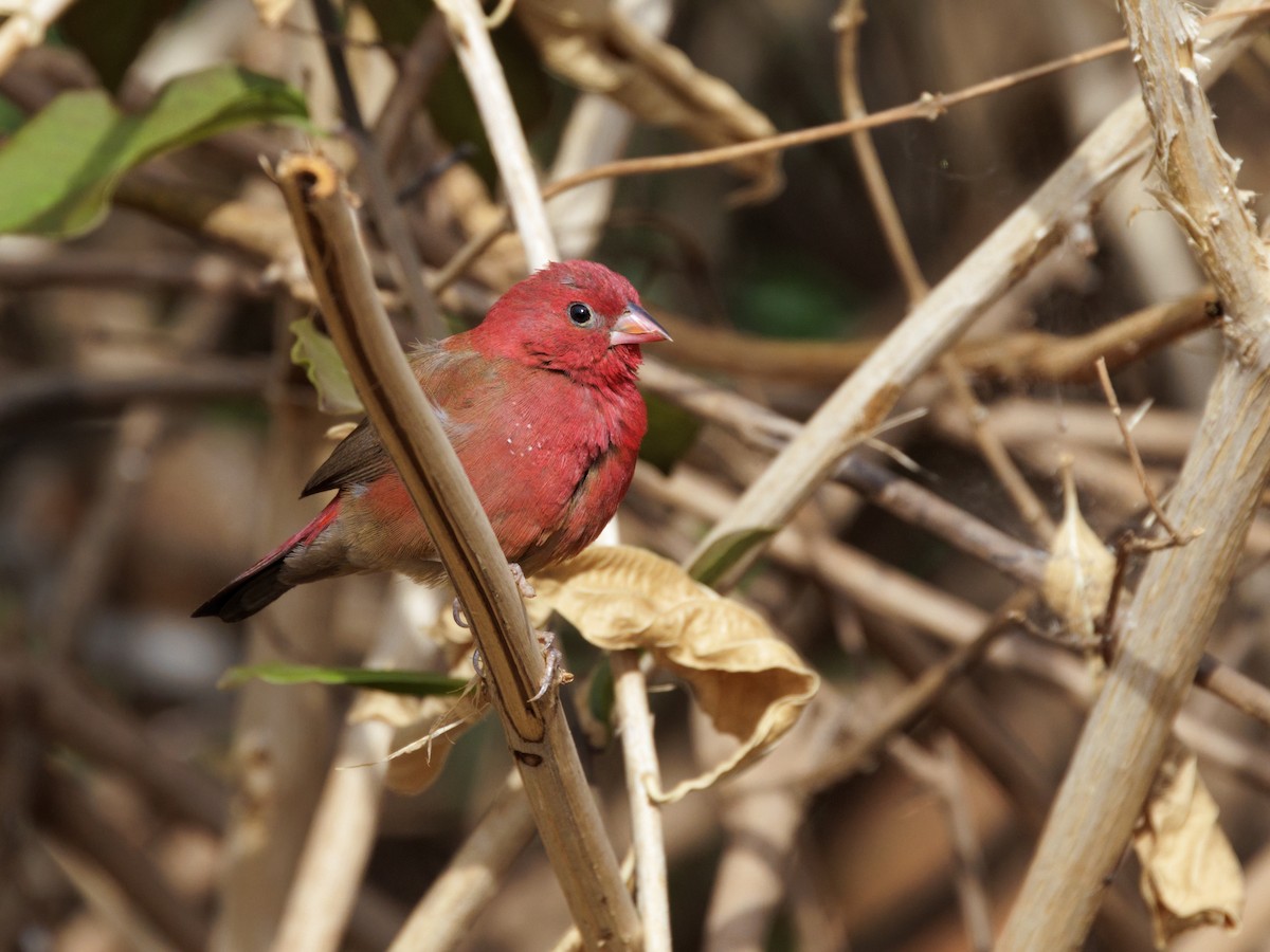 Red-billed Firefinch - ML650632232