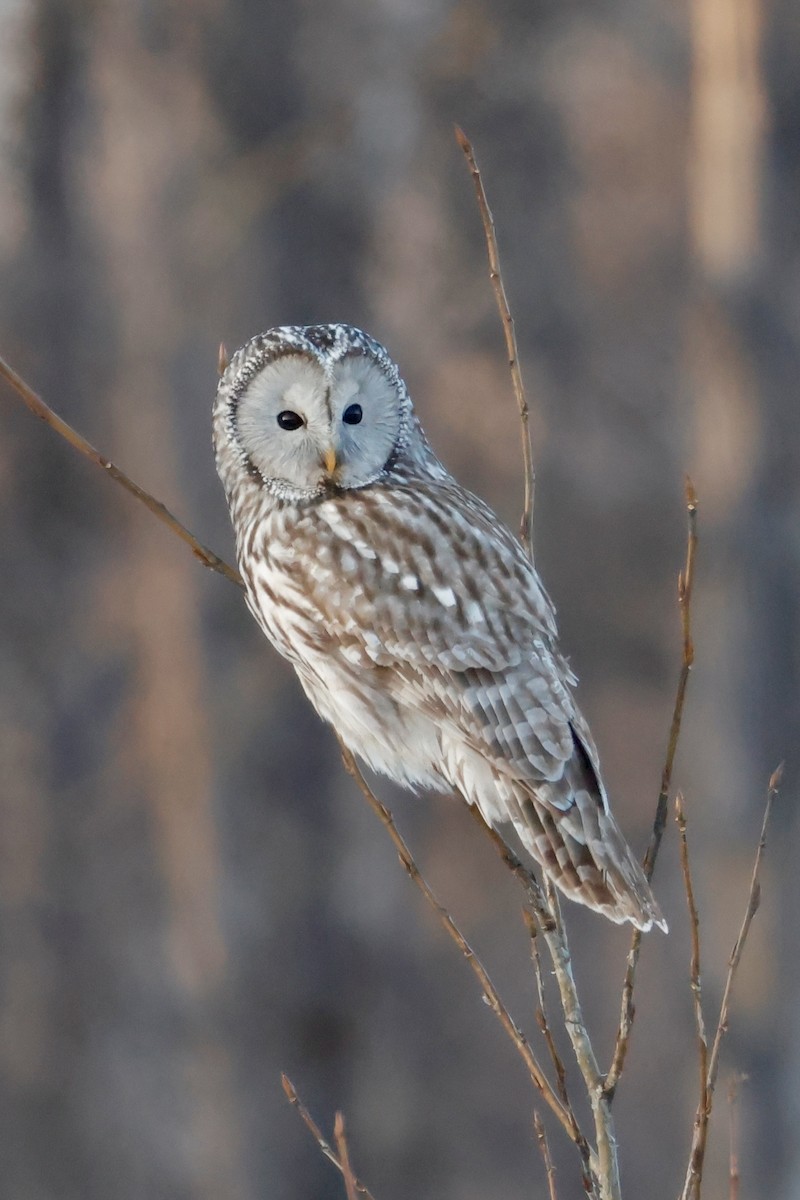 Allocco degli Urali - ML650632277