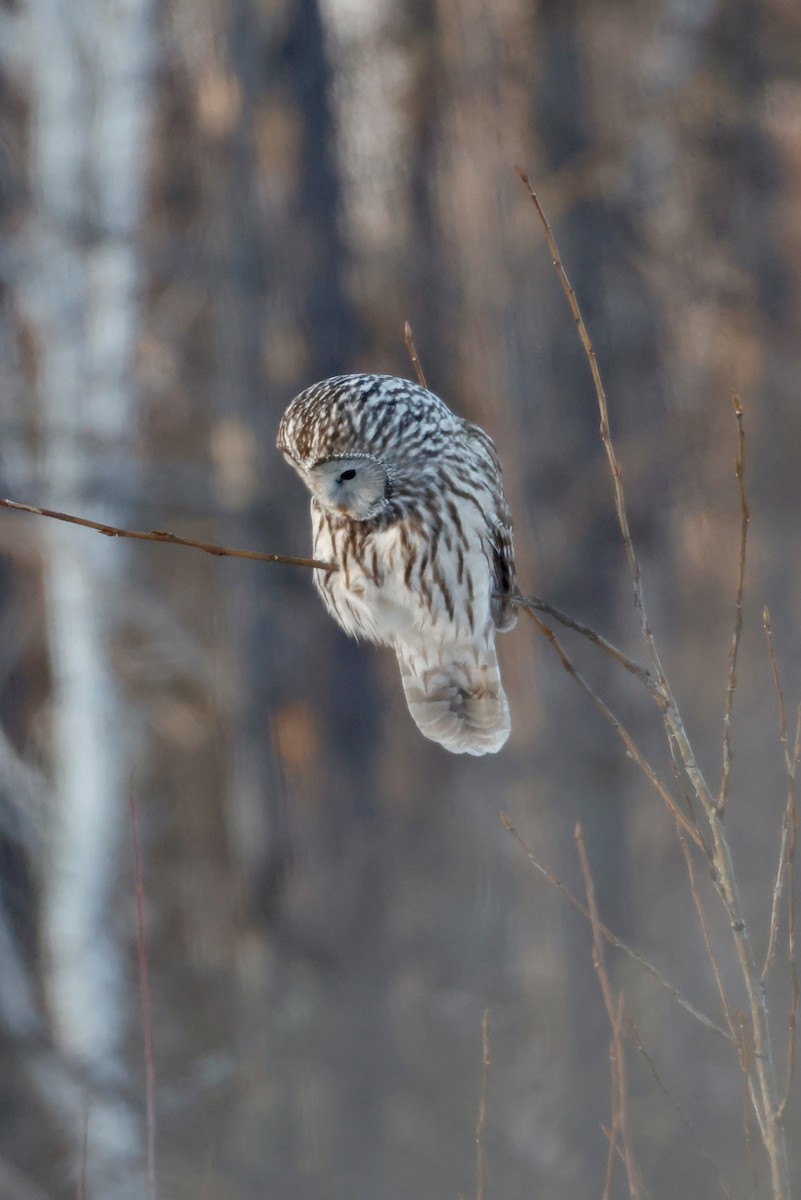 Allocco degli Urali - ML650632278