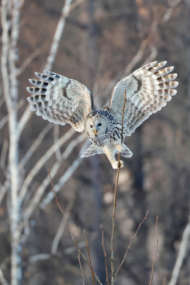 Allocco degli Urali - ML650632280