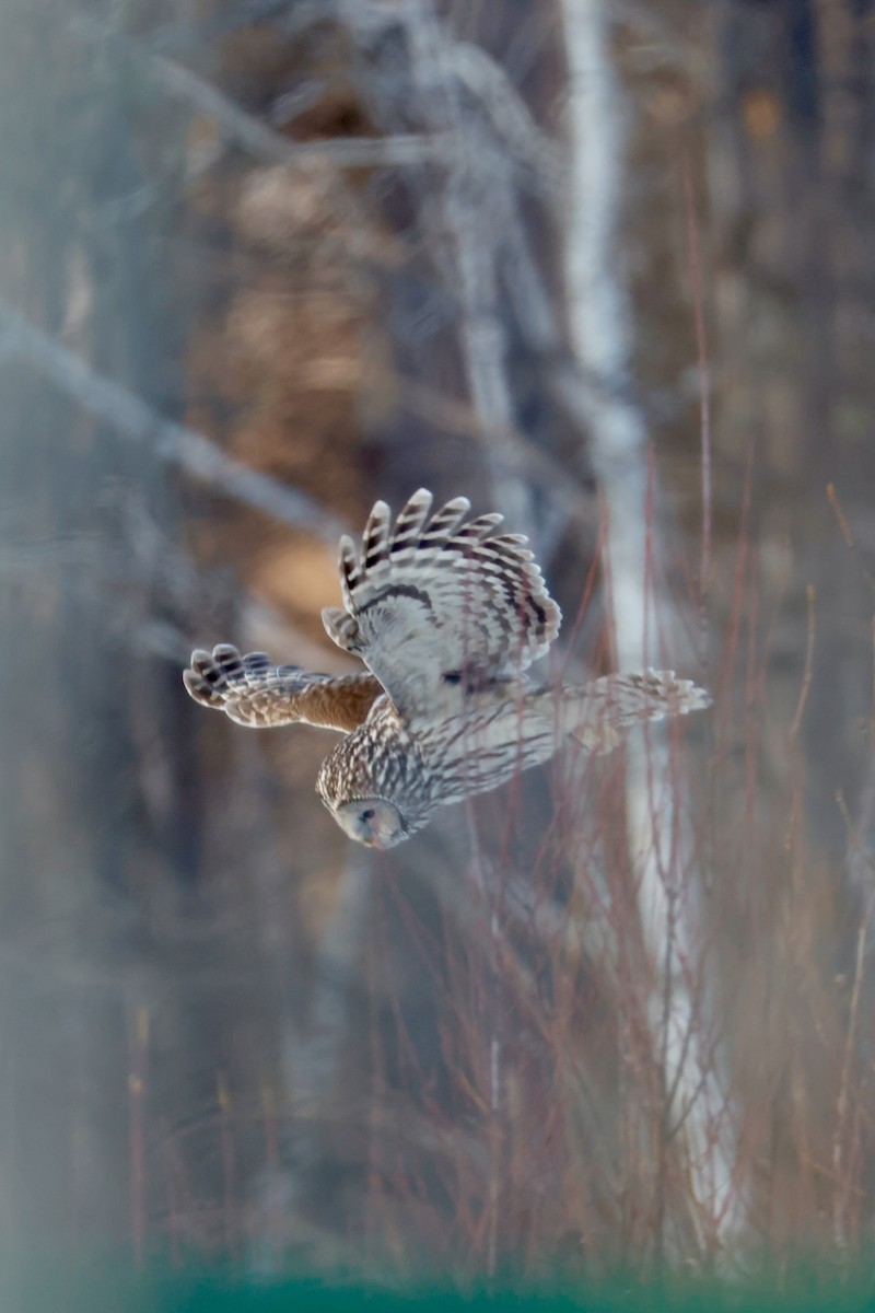 Allocco degli Urali - ML650632283