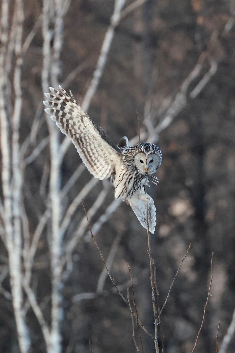 Allocco degli Urali - ML650632284