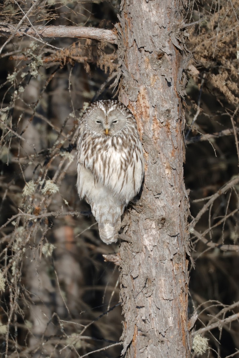 Allocco degli Urali - ML650632286