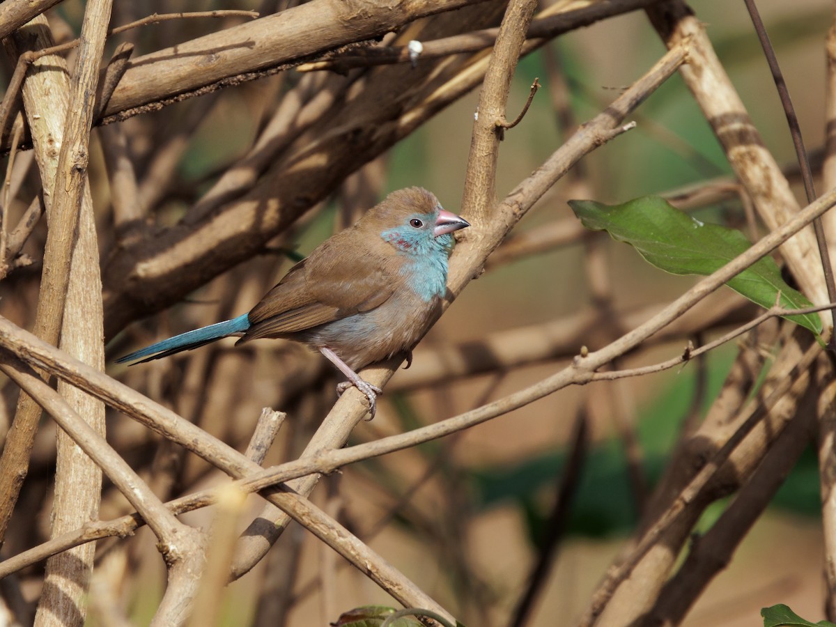 Red-cheeked Cordonbleu - ML650632324