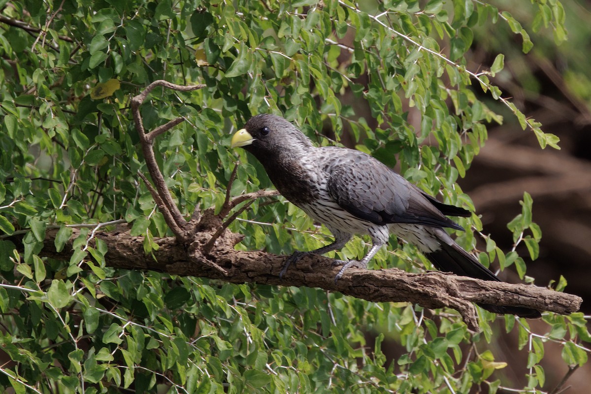 Western Plantain-eater - ML650632368