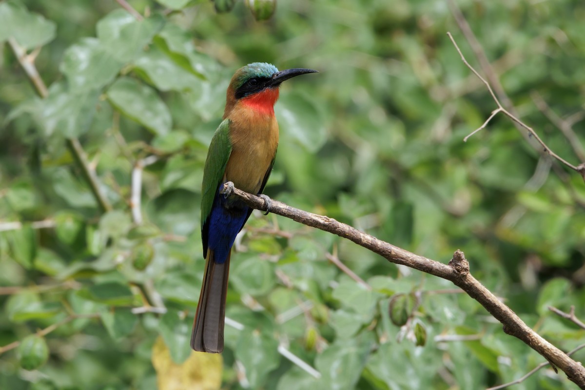 Red-throated Bee-eater - ML650632399