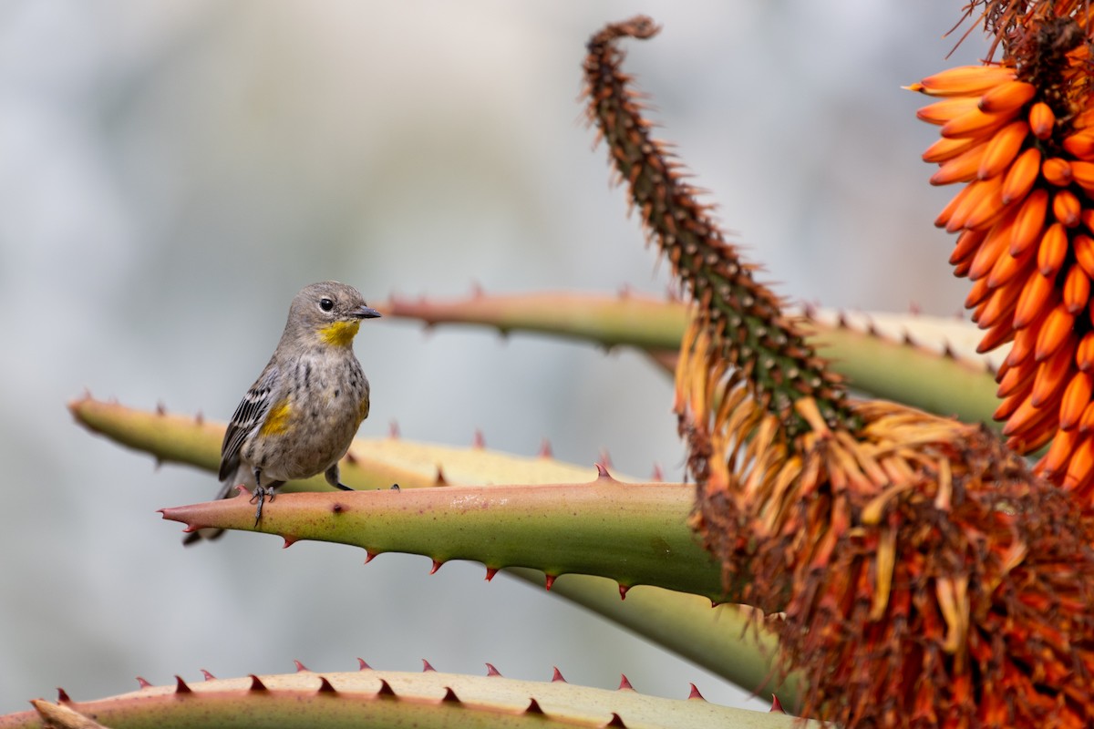 Yellow-rumped Warbler (Audubon's) - ML650632435