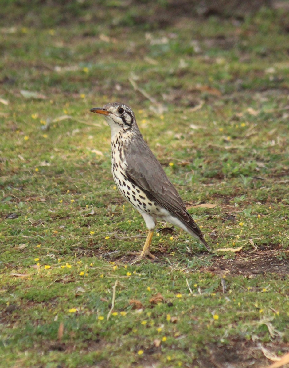 Groundscraper Thrush - ML650632601