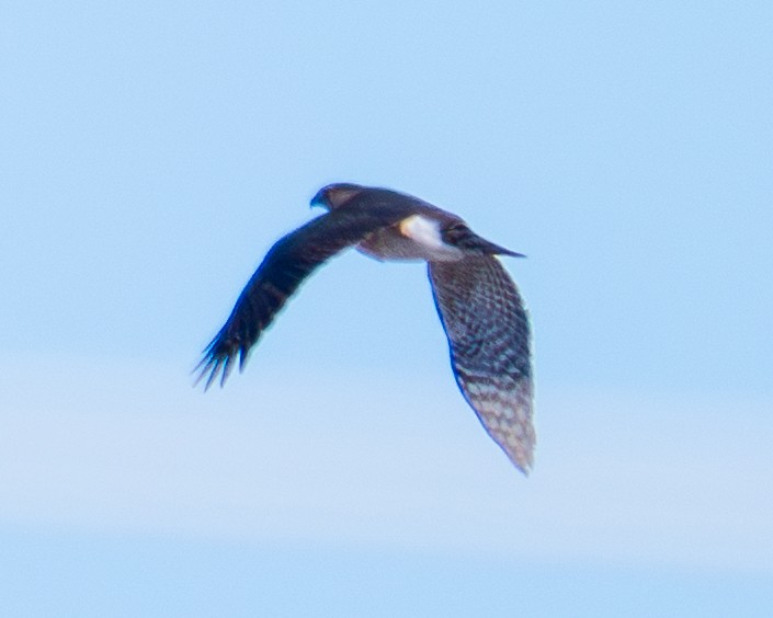 Rundschwanzhabicht - ML650632615