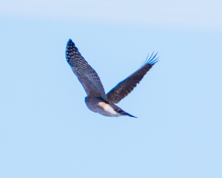 Rundschwanzhabicht - ML650632616