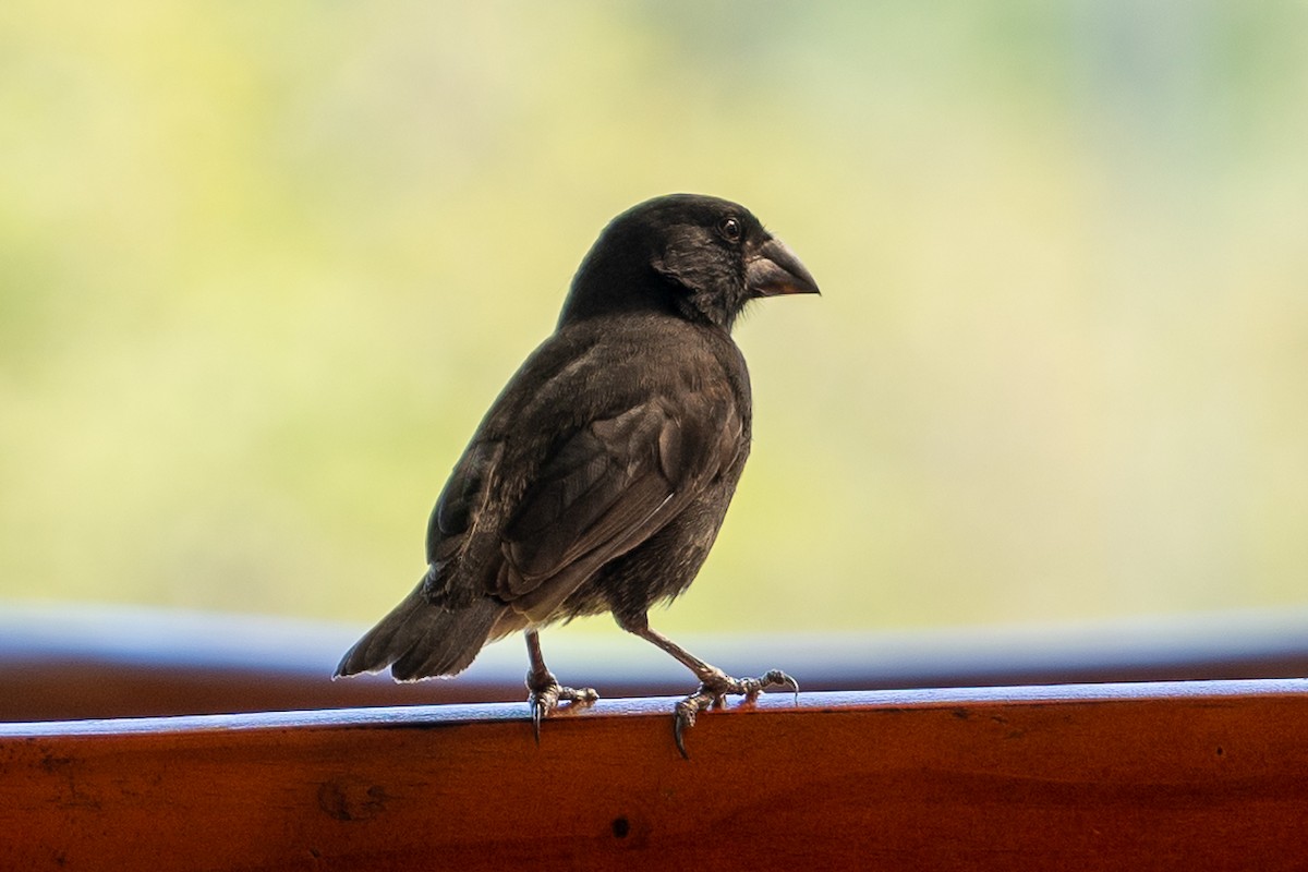 Medium Ground-Finch - ML650632669