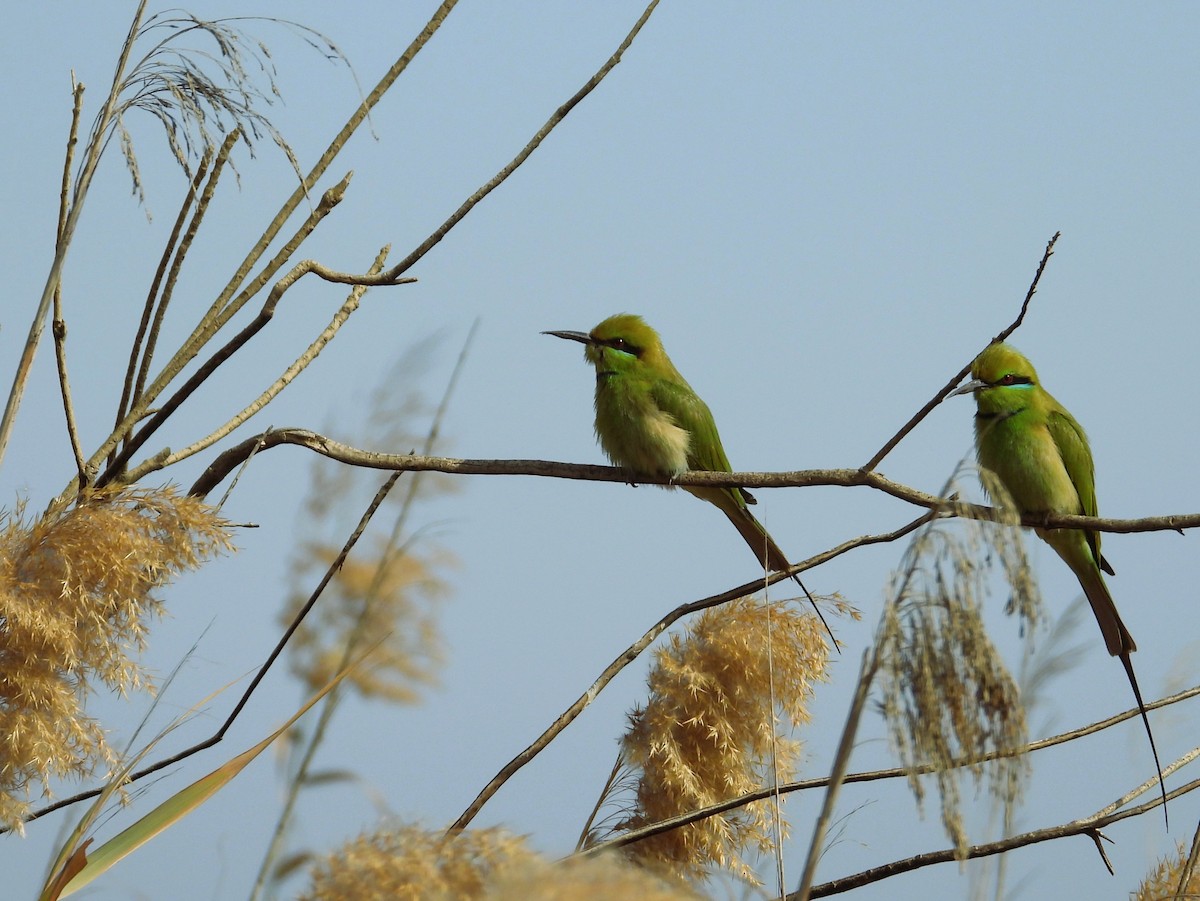 African Green Bee-eater - ML650632735