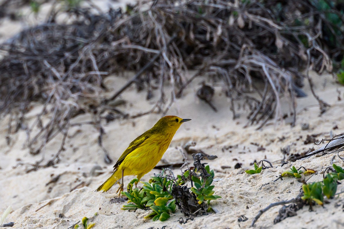 Mangrove Yellow Warbler - ML650632779