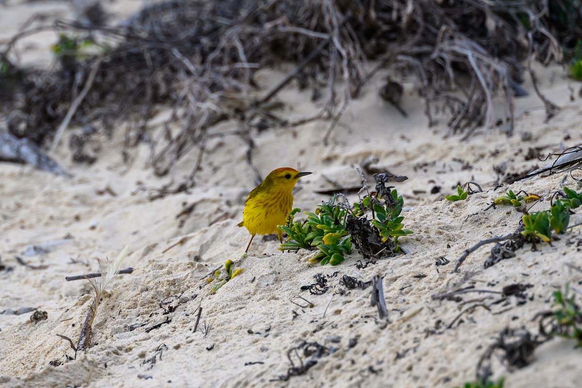 Mangrove Yellow Warbler - ML650632826