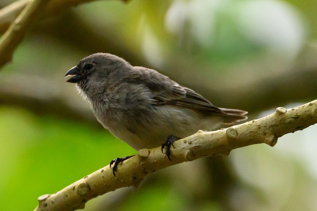 Medium Tree-Finch - ML650632885