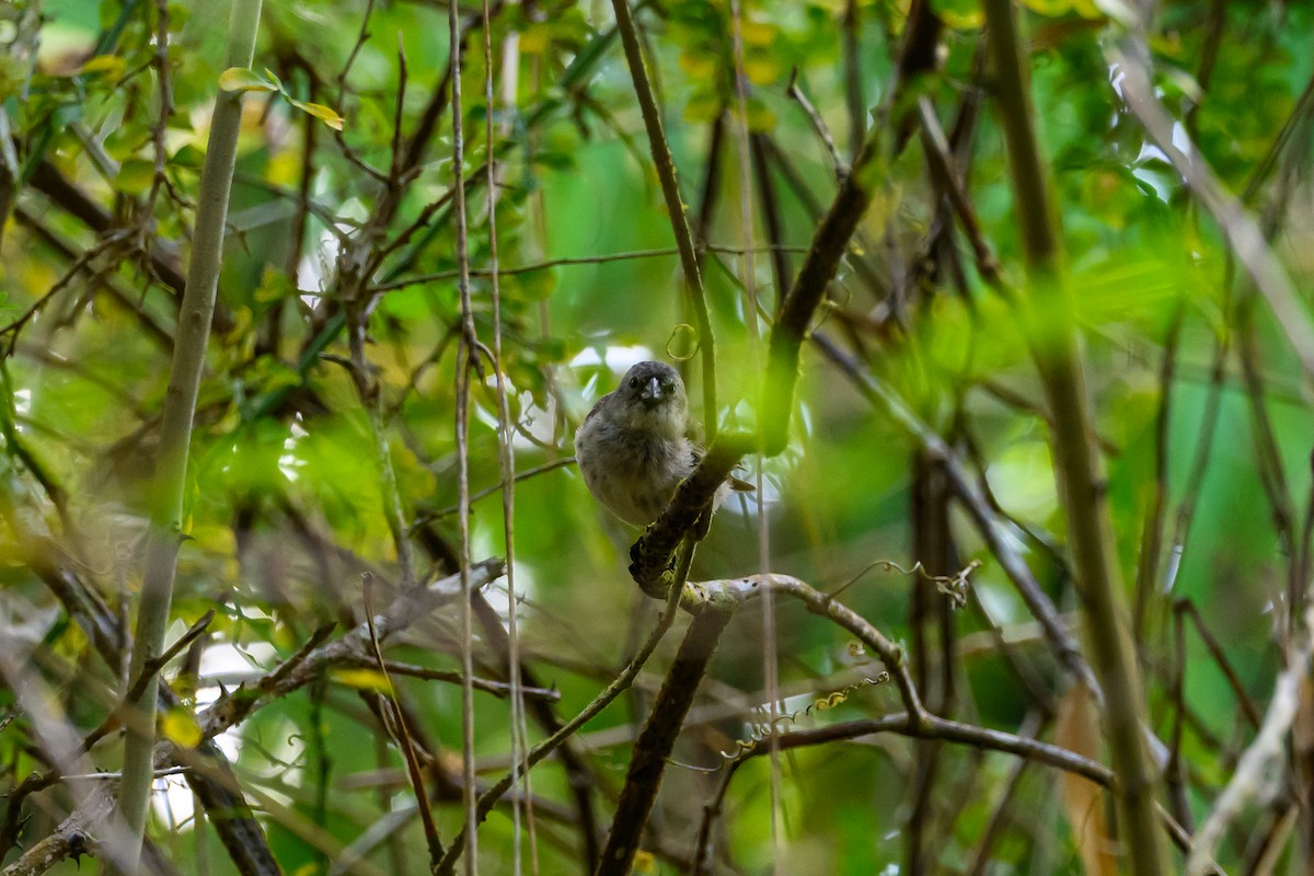 Medium Tree-Finch - ML650632919