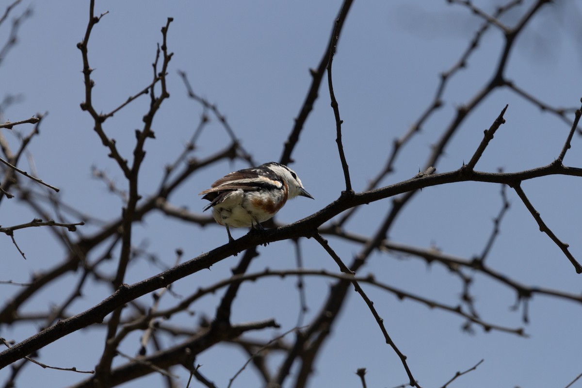 Brubru - ML650632967