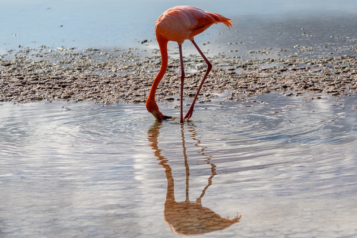 American Flamingo - ML650633044