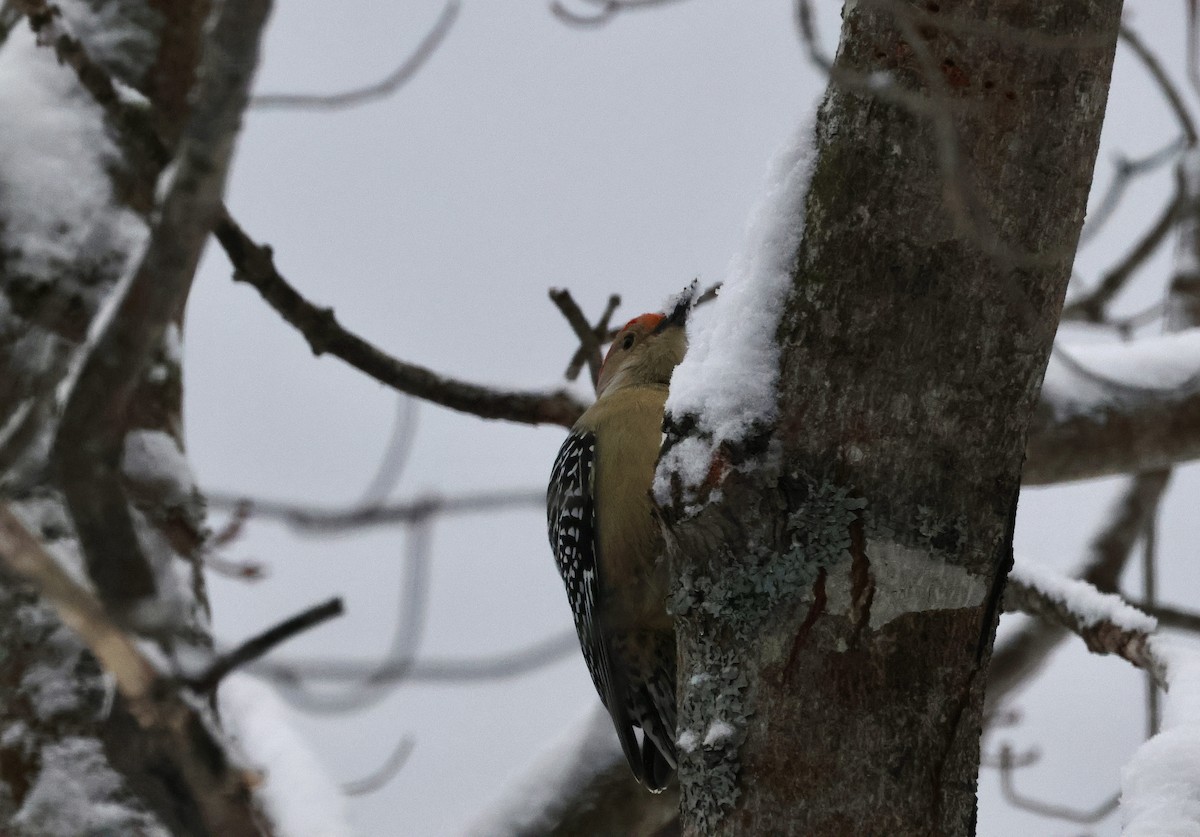 Carolinaspecht - ML650633045